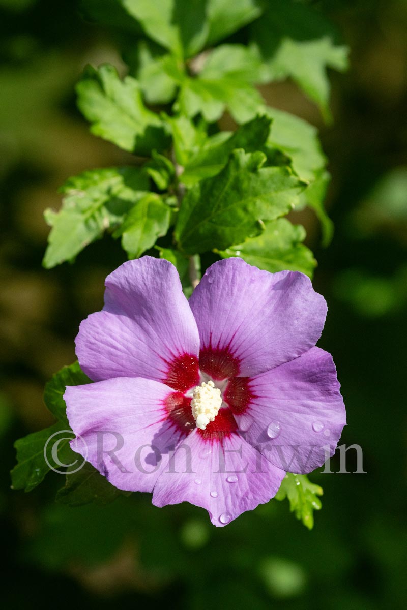 Rose of Sharon