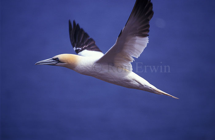 Northern Gannet in Flight