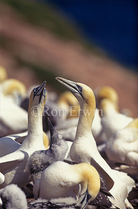 Northern Gannet Family