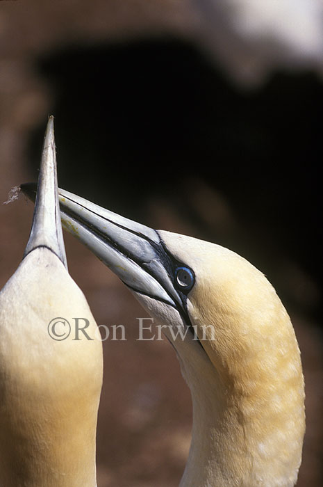 Greeting Gannets