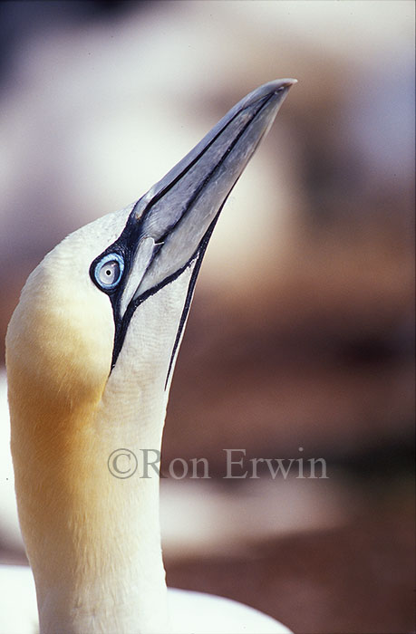 Northern Gannet