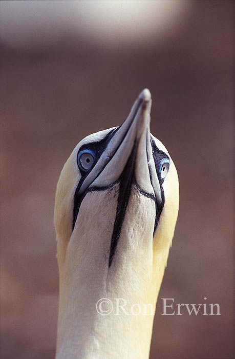 Northern Gannet