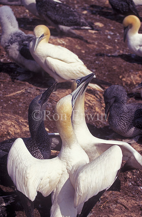 Northern Gannets