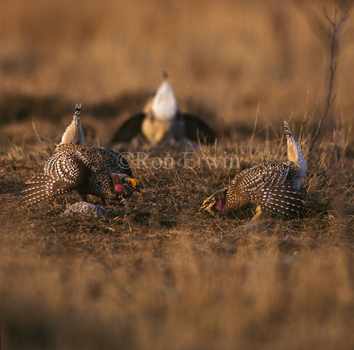 Sharp-tailed Grouse