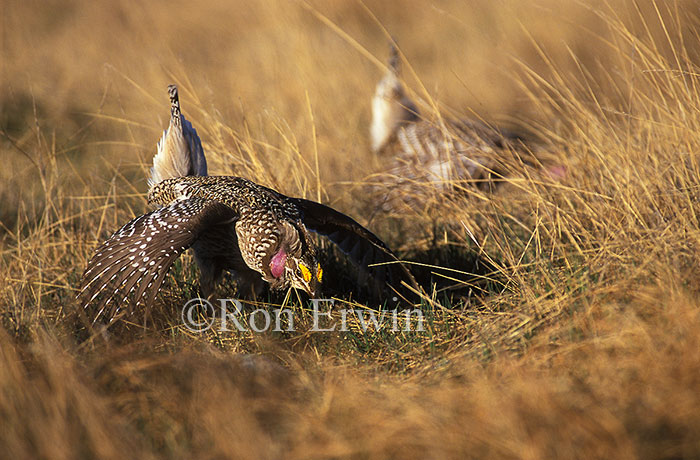 Sharp-tailed Grouse