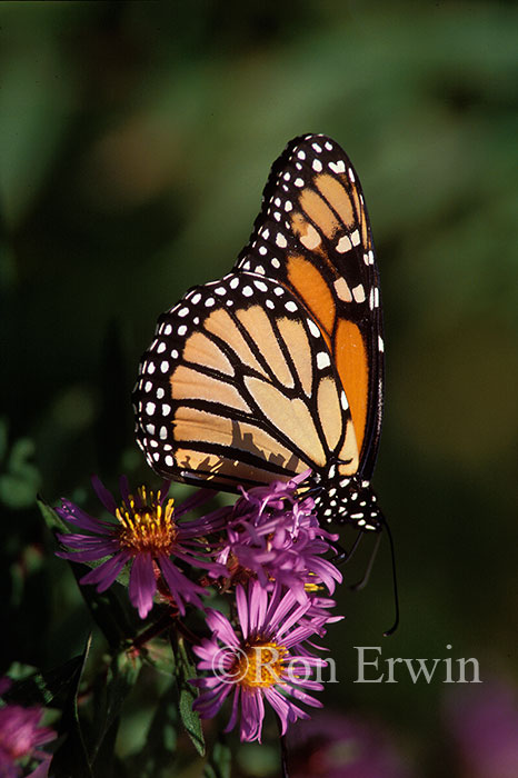 Monarch on Aster