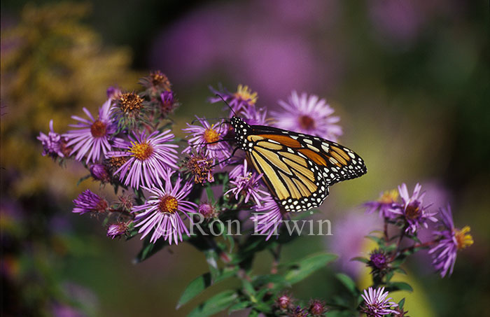 Monarch on Asters