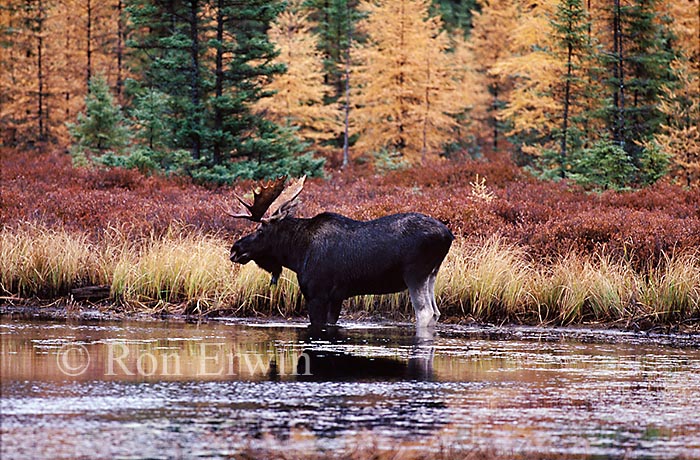 Bull Moose