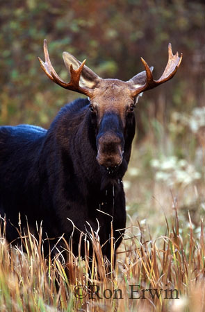 Bull Moose