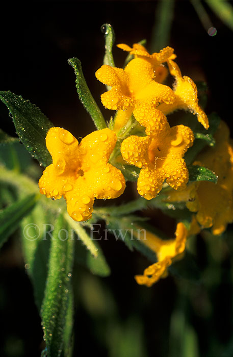 Hoary Puccoon