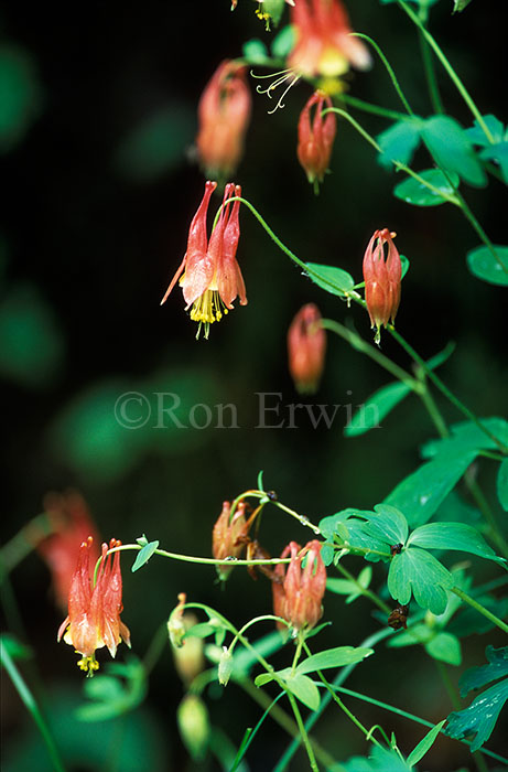 Wild columbine