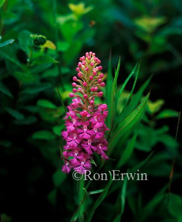 Small Purple Fringed Orchid