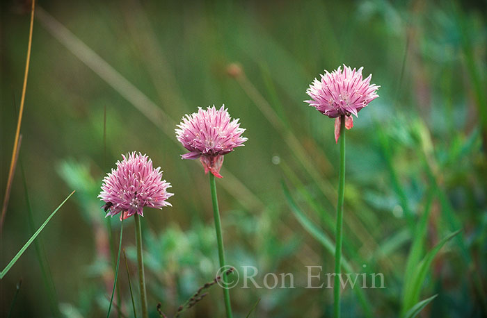 Wild Chives