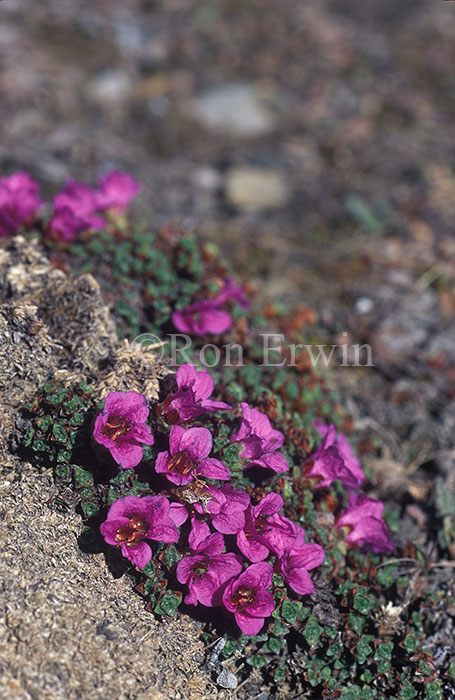 Purple Saxifrage