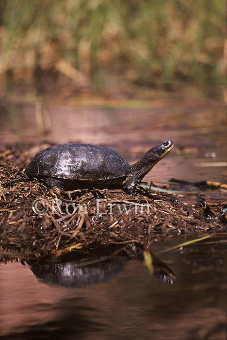 Blanding's Turtle