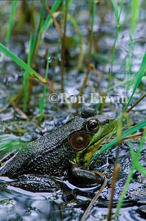 Green Frog