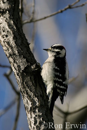 Downy Woodpecker © Ron Erwin