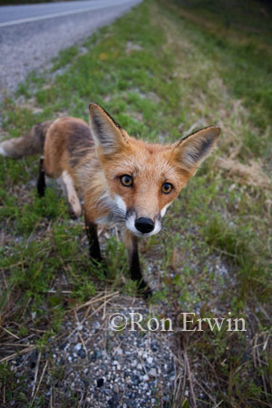 Fox © Ron Erwin